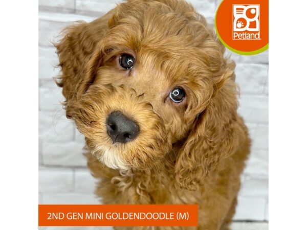 [#1026] Red Male Goldendoodle Mini 2nd Gen Puppies for Sale