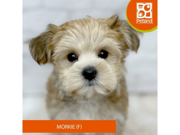 [#1034] Brown Female Morkie Puppies for Sale