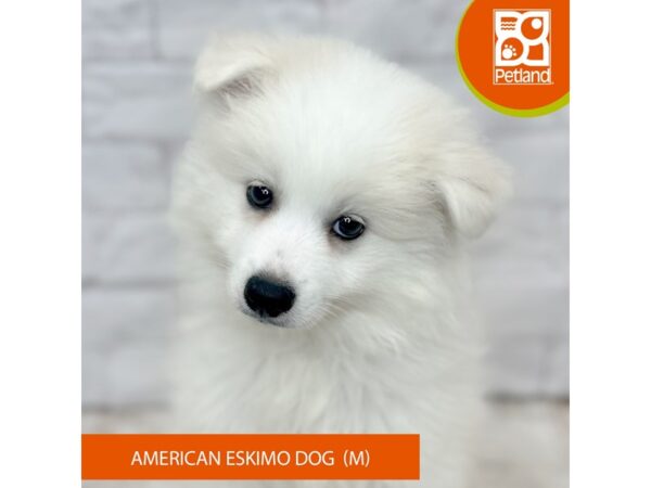 [#1032] White Male American Eskimo Dog Puppies for Sale