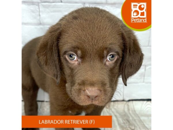 [#1036] Chocolate Female Labrador Retriever Puppies for Sale