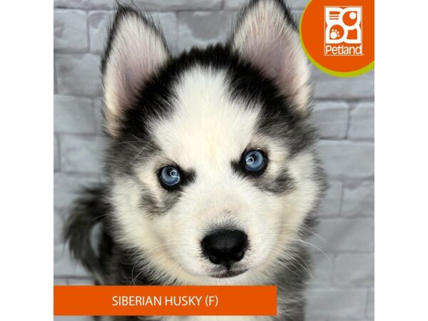 [#1037] Black / White Female Siberian Husky Puppies for Sale