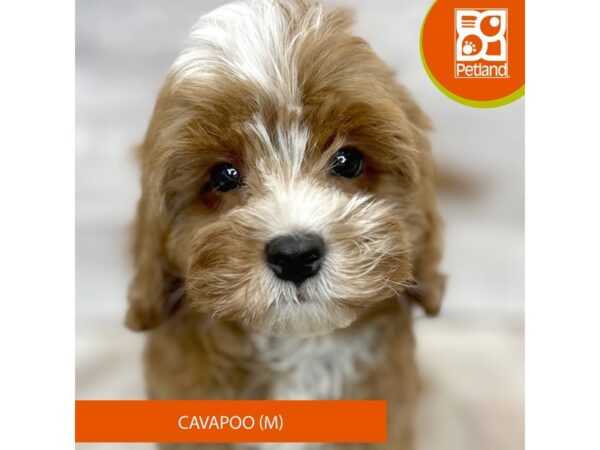 [#1045] Red Male Cavapoo Puppies for Sale
